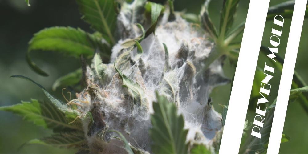 Cure Moldy Weed and Prevent Mold