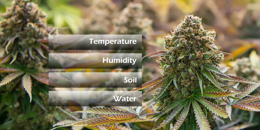 Environmental Conditions for Cannabis Grow