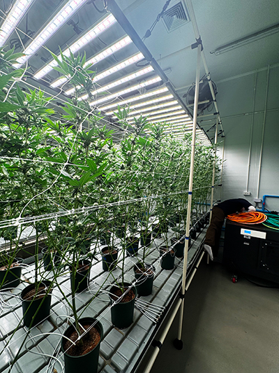 Grow Room Dehumidification Solutions