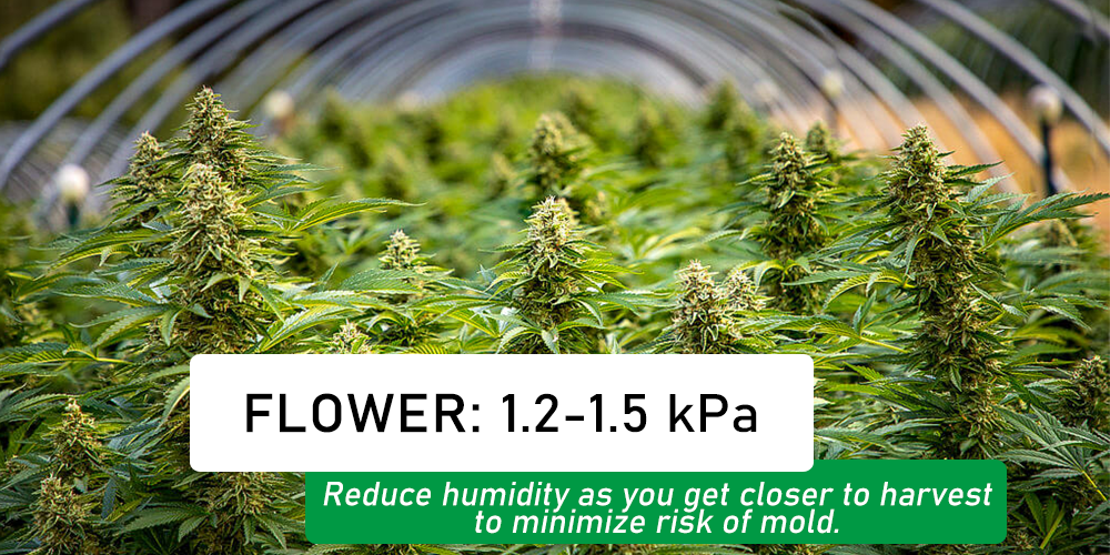 Optimal Vpd for the Flowering Stage of Cannabis