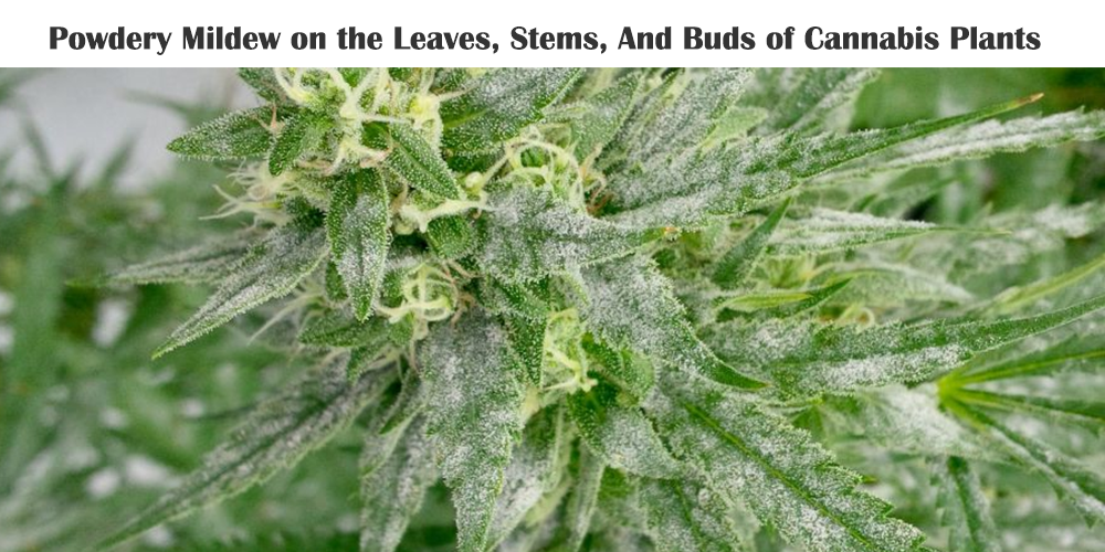 Powdery Mildew on Cannabis Plants