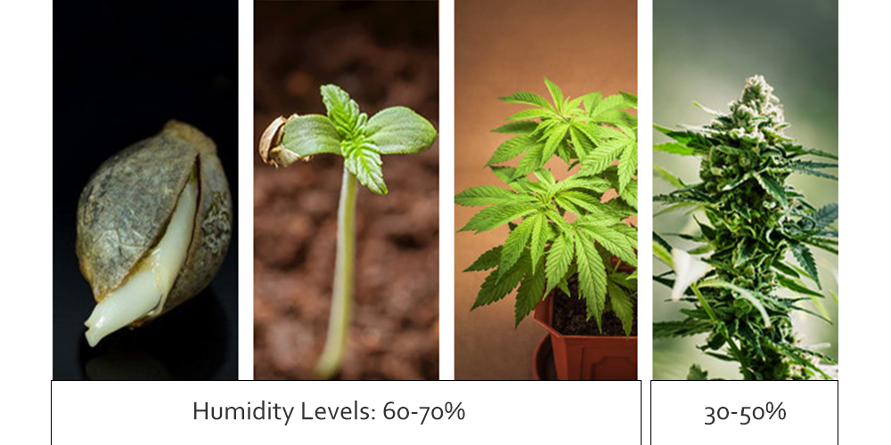 Use a Humidifier or Dehumidifier for Weed Cultivation