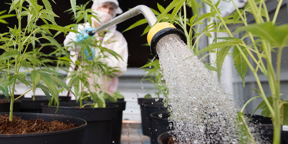 Water Purity of Cannabis Grow