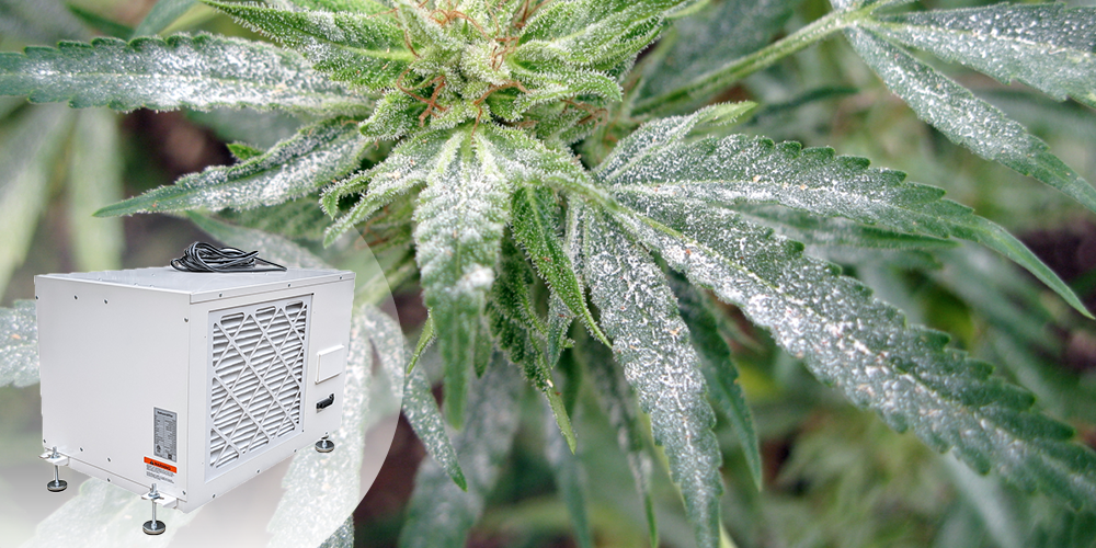 White Spots on Cannabis Leaves Use Dehumidifier